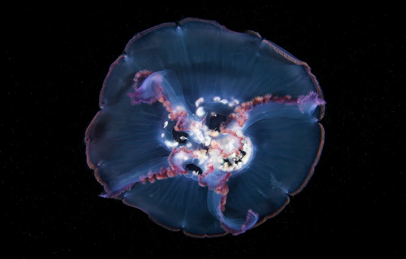 Фото обои море, вода, макро, медуза, прозрачная, черный фон, подводный мир, под водой