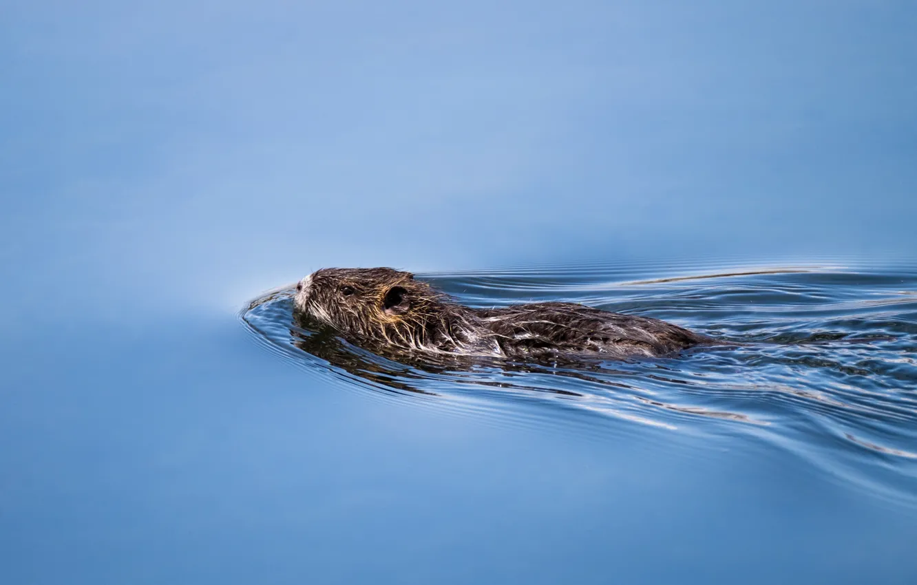 Фото обои lake, blue water, Nutria