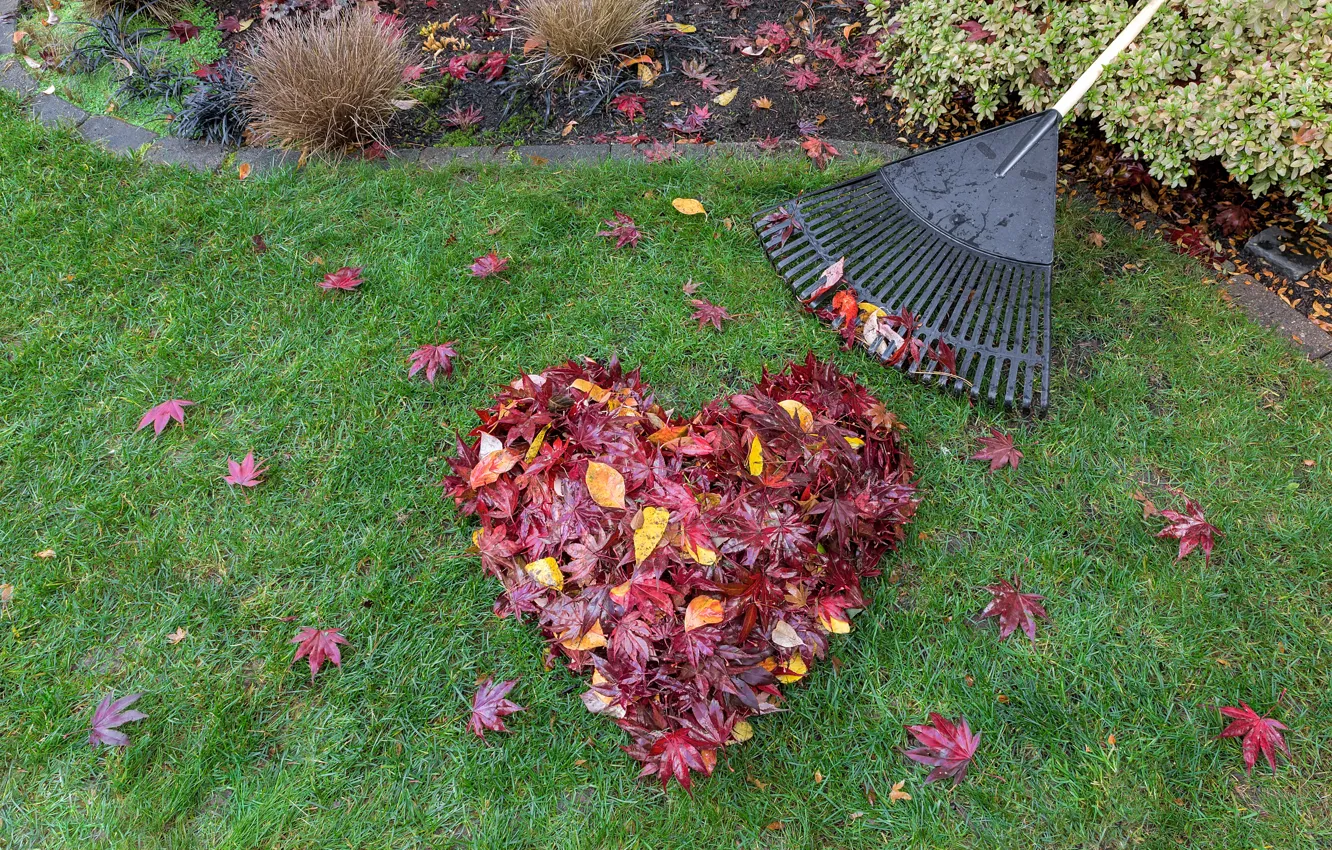 Фото обои осень, трава, листья, любовь, сердце, colorful, red, love