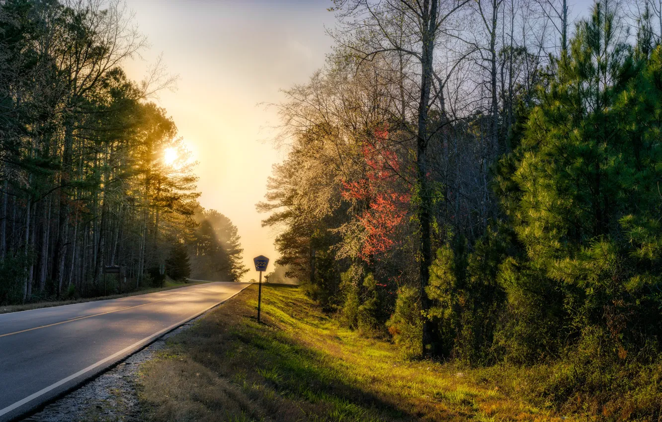 Фото обои дорога, лес, природа, утро