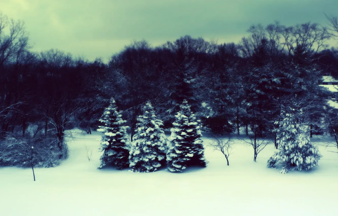 Фото обои зима, лес, ёлки