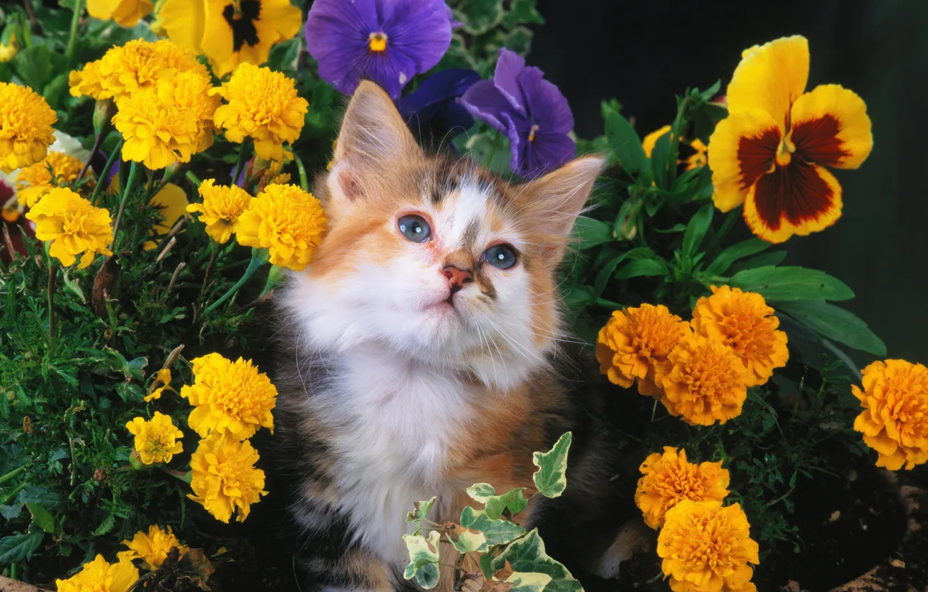 Фото обои кошка, кот, цветы, cat