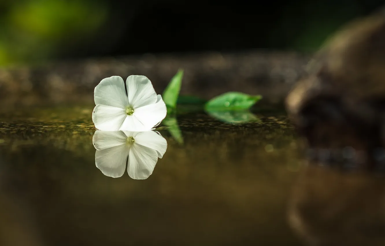 Фото обои белый, цветок, отражение, лепестки