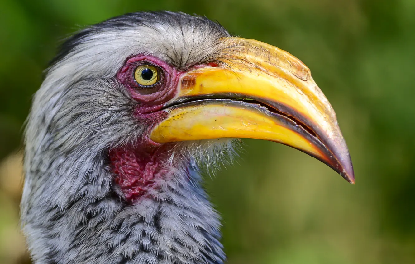 Фото обои ugly, beak, piercing eyes, big bird