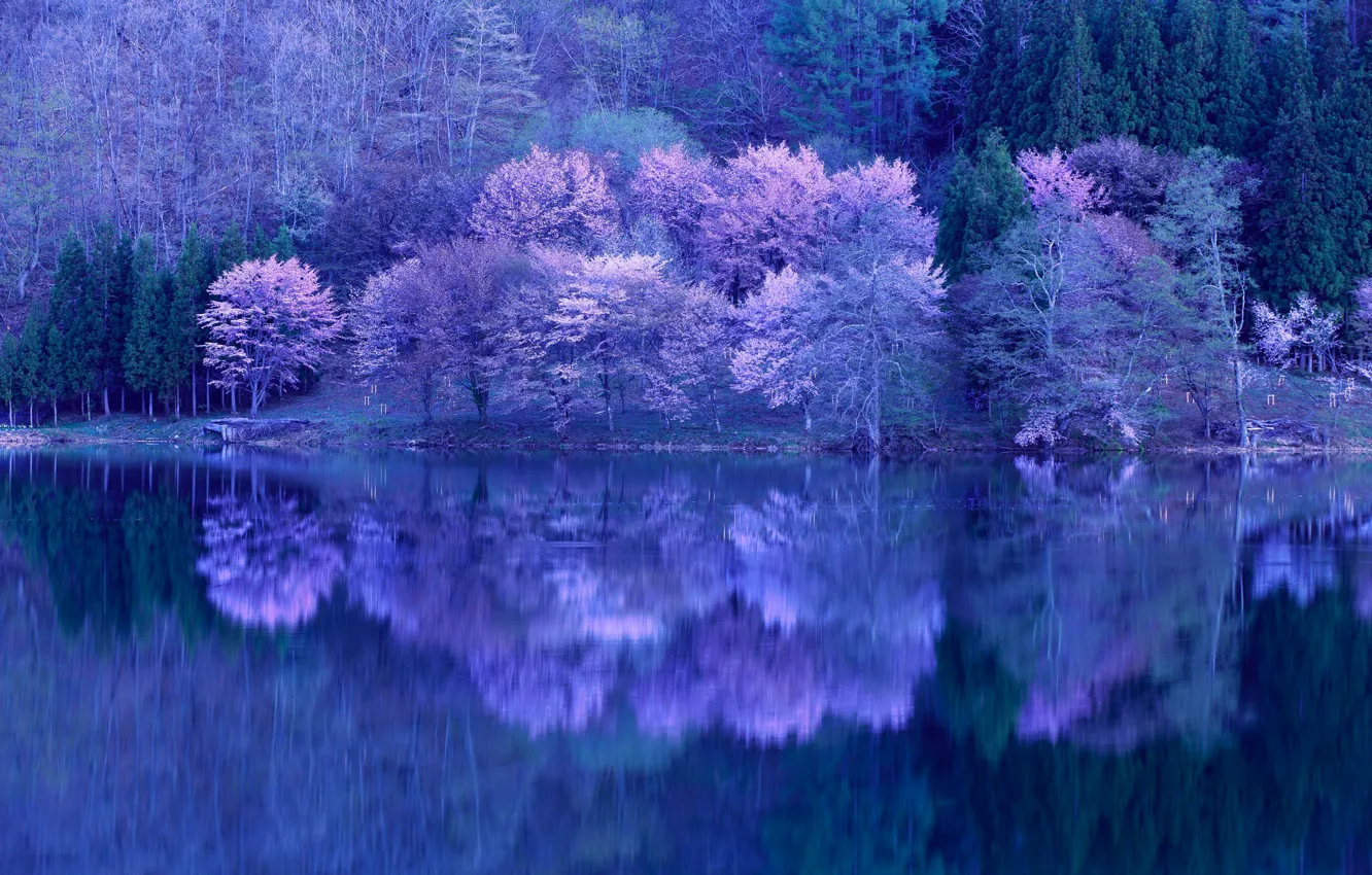 Фото обои деревья, озеро, отражение, цветение