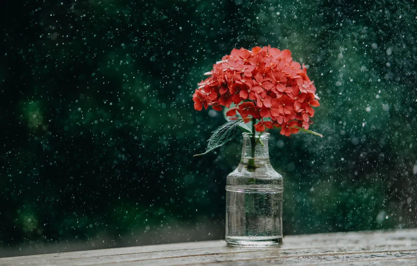Фото обои капли, цветы, темный фон, дождь, доски, бутылка, букет, красные