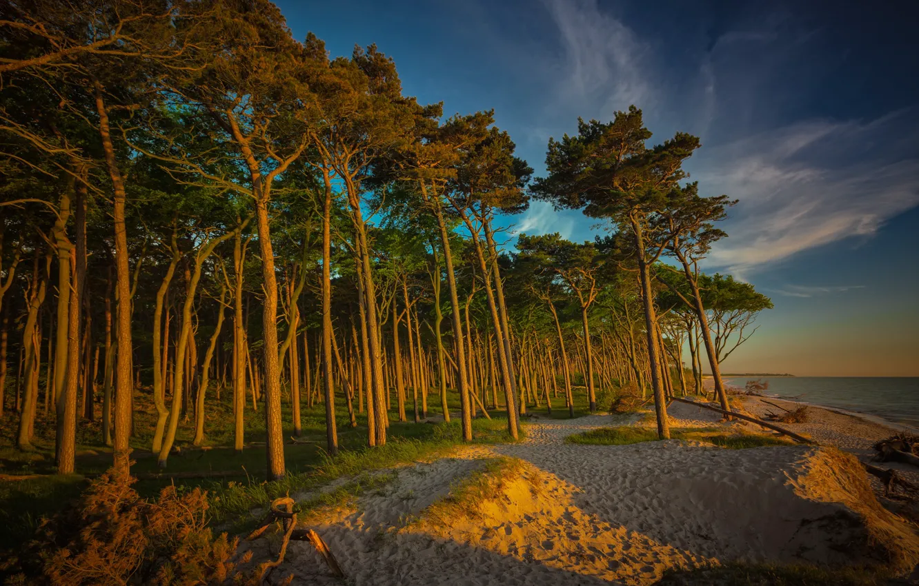 Фото обои песок, лес, пляж, небо, облака, свет, деревья, ветки