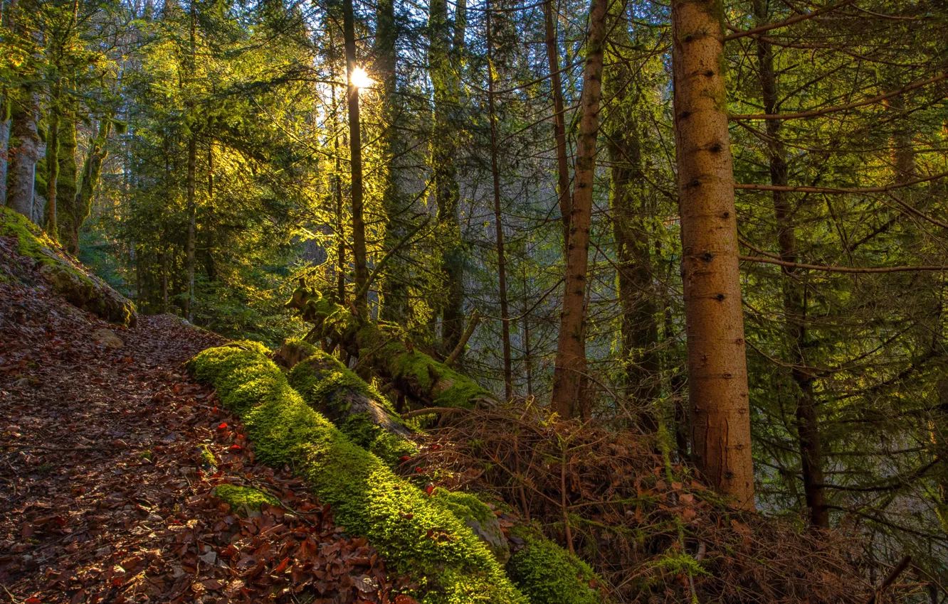Фото обои осень, лес, листья, солнце, деревья, ветки, мох, склон