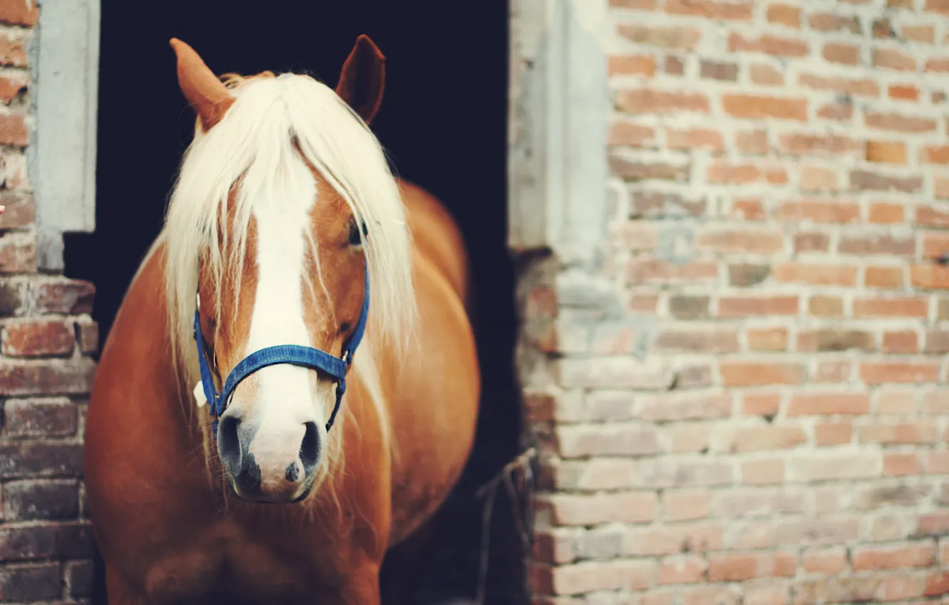 Фото обои животное, конь, лошадь