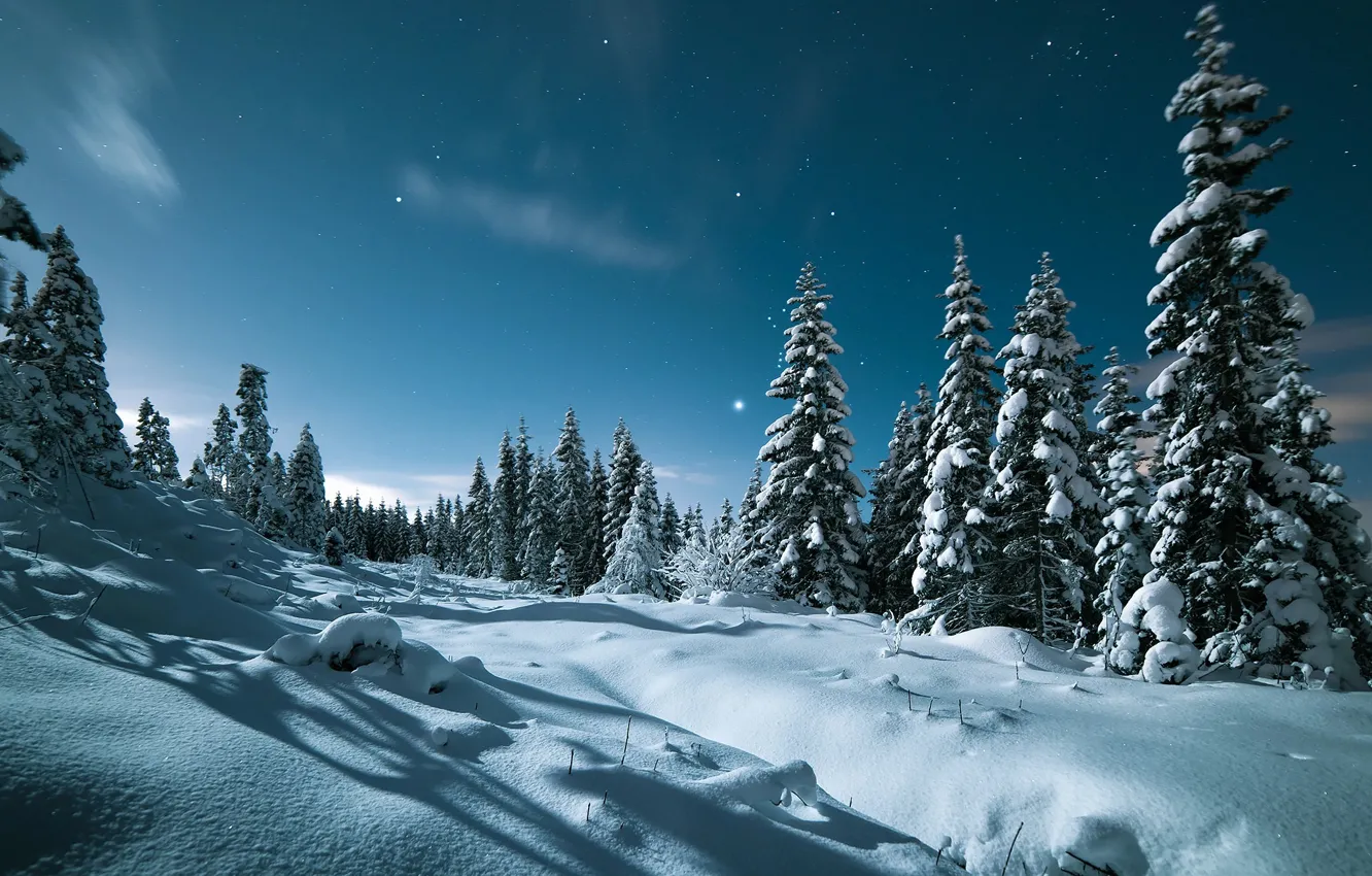 Фото обои зима, небо, снег, деревья, пейзаж, природа, звёзды, вечер
