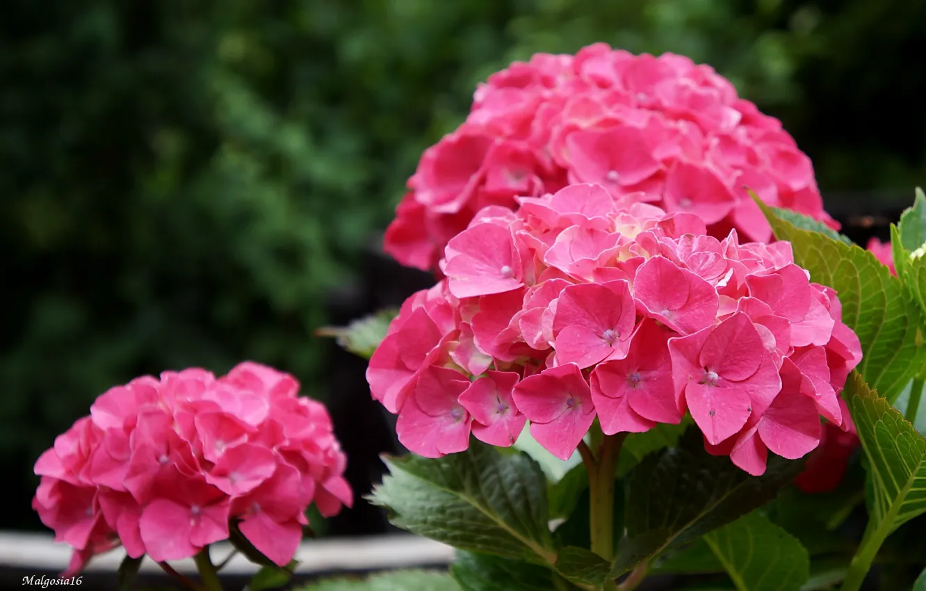 Фото обои flower, garden, blooming, rhododendron