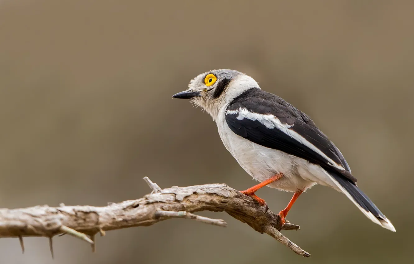Фото обои South Africa, Kruger National Park, White-crested Helmetshrike