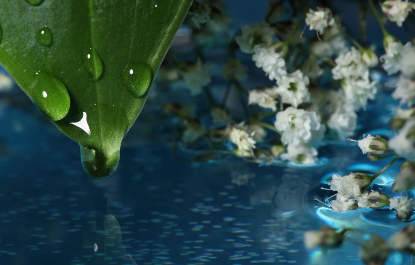 Фото обои вода, капли, макро, цветы, отражение, листок