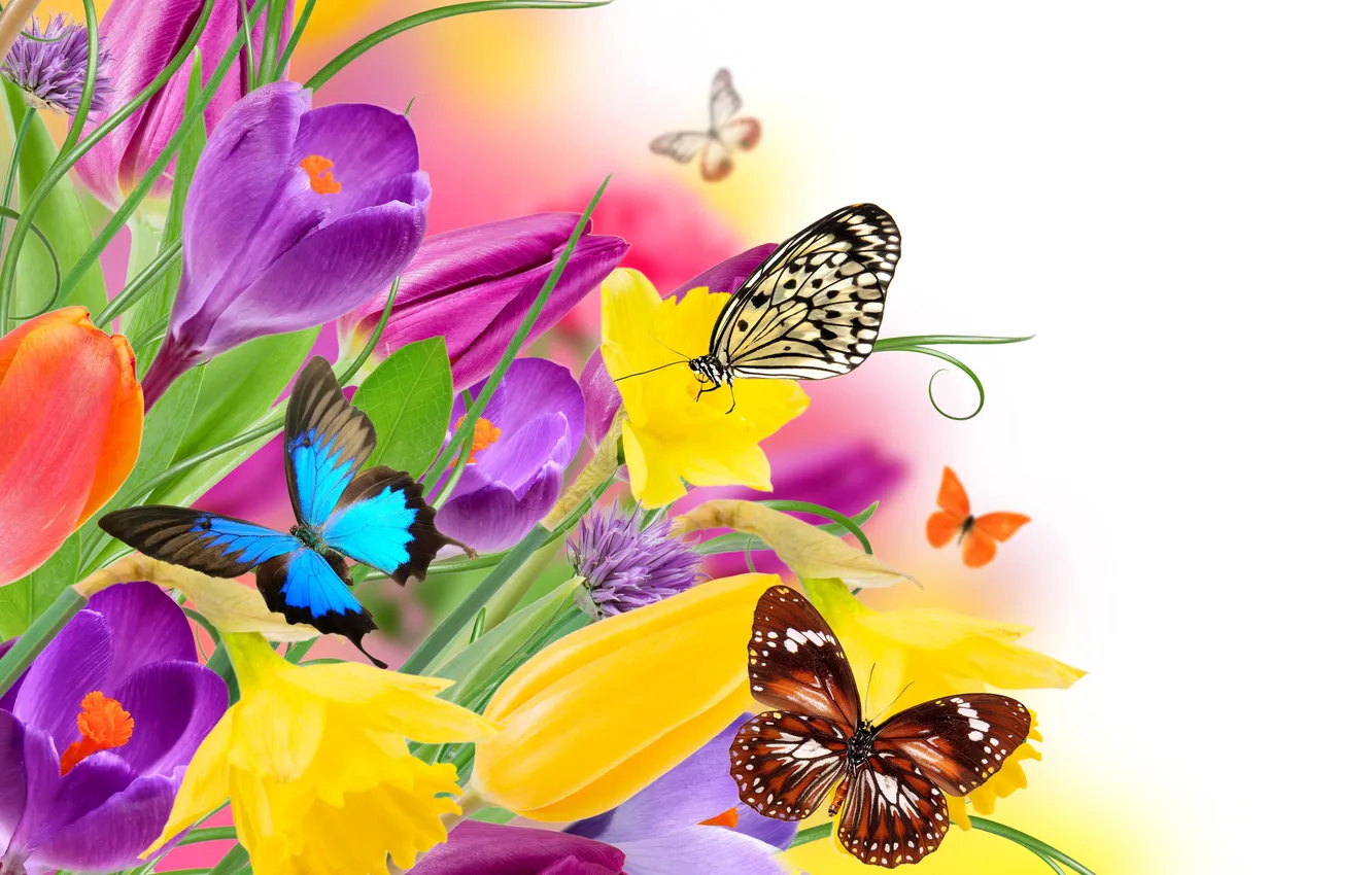 Фото обои цветы, природа, коллаж, бабочка, крылья, крокус