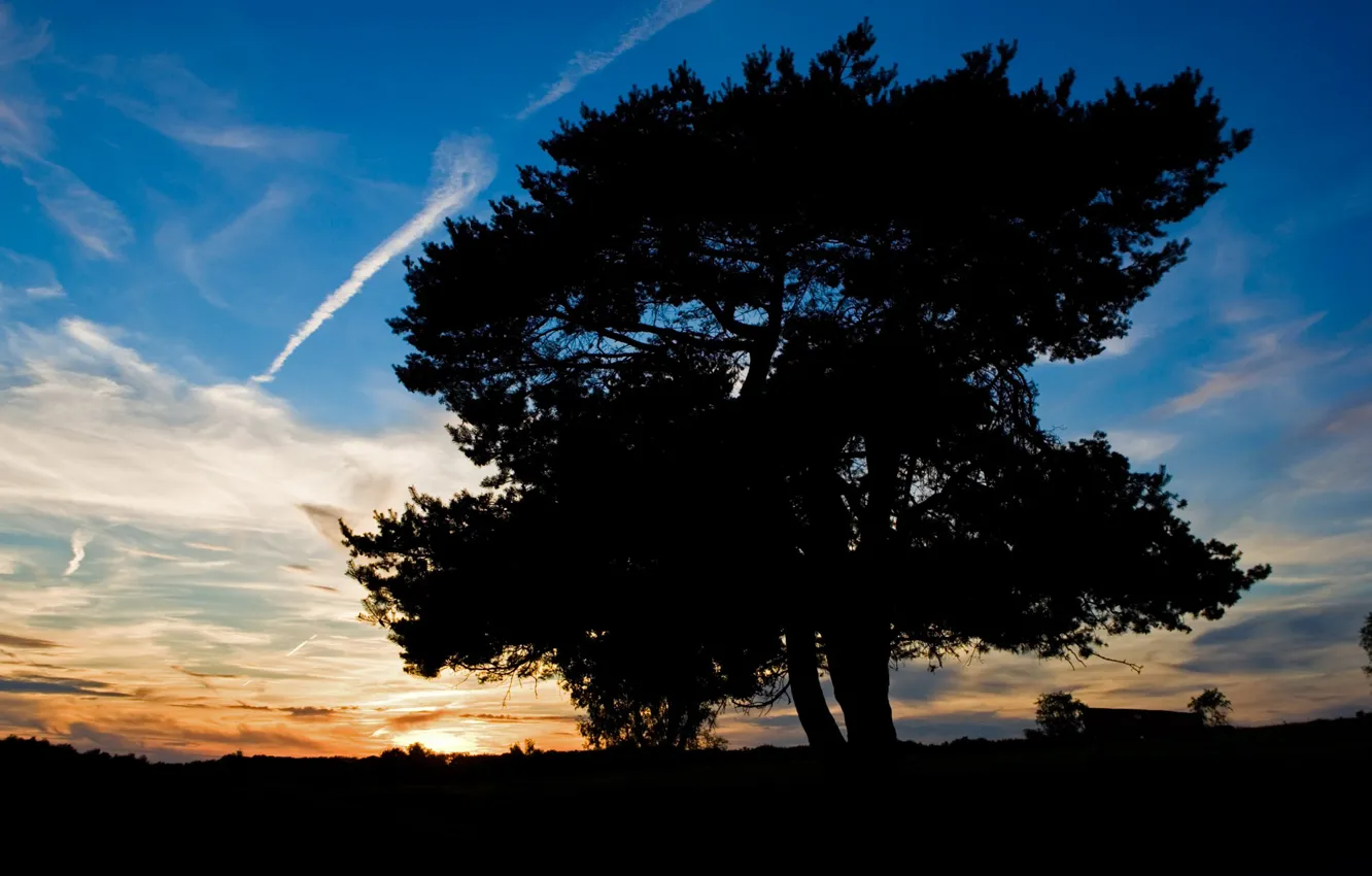 Фото обои небо, закат, дерево, тень