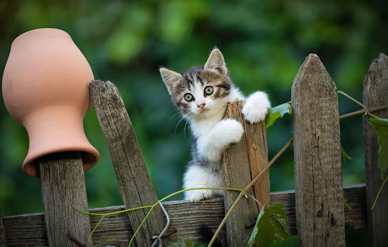 Фото обои забор, малыш, котёнок, крынка, Юрий Коротун
