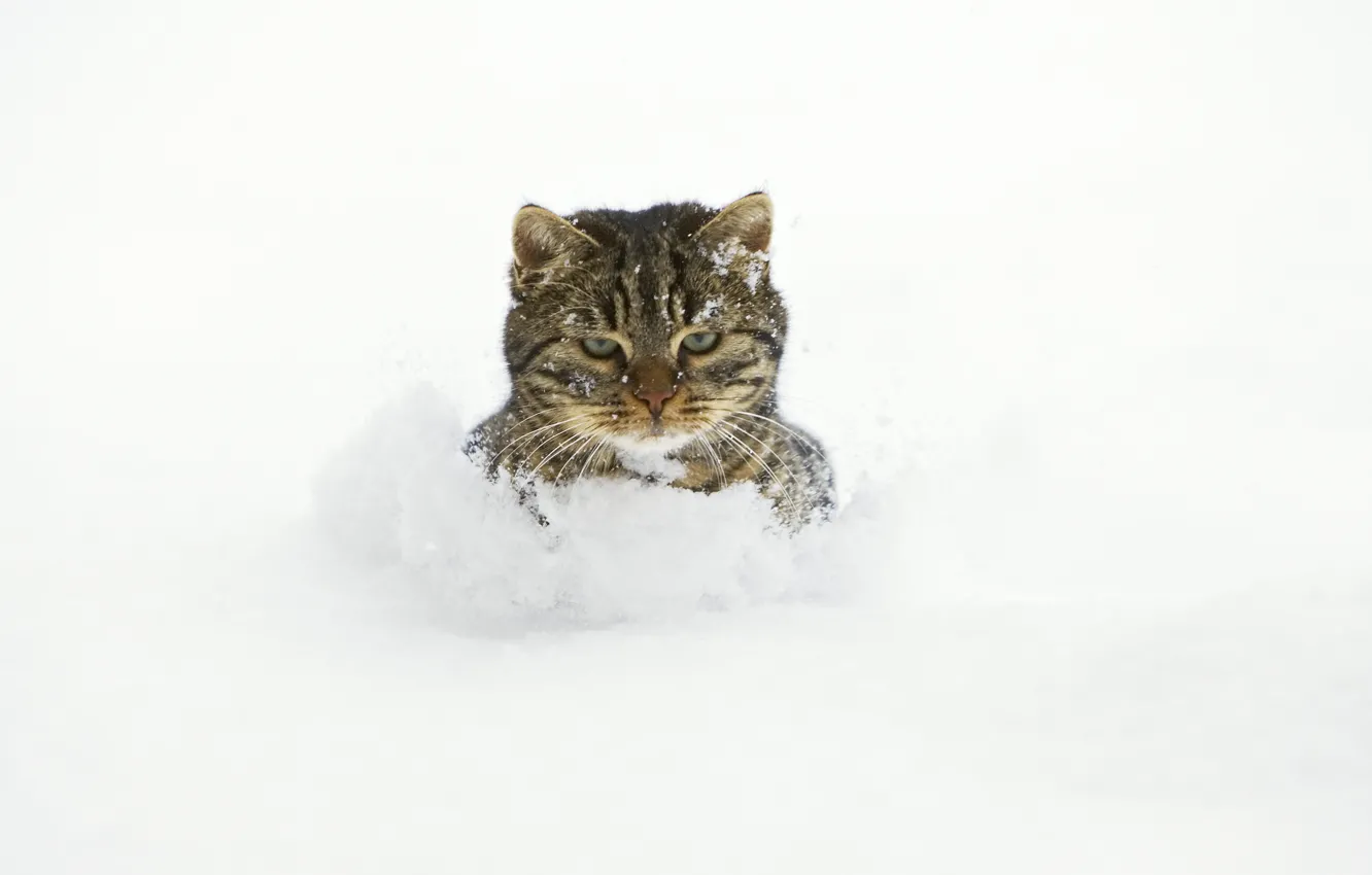 Фото обои кот, снег, сугробы