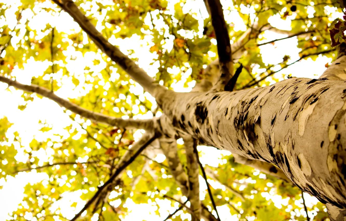 Фото обои листья, макро, фон, дерево, widescreen, обои, листва, wallpaper