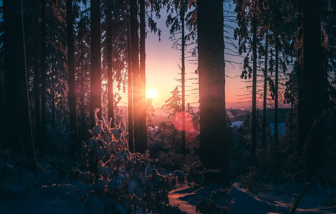 Фото обои зима, лес, свет, снег, деревья, природа