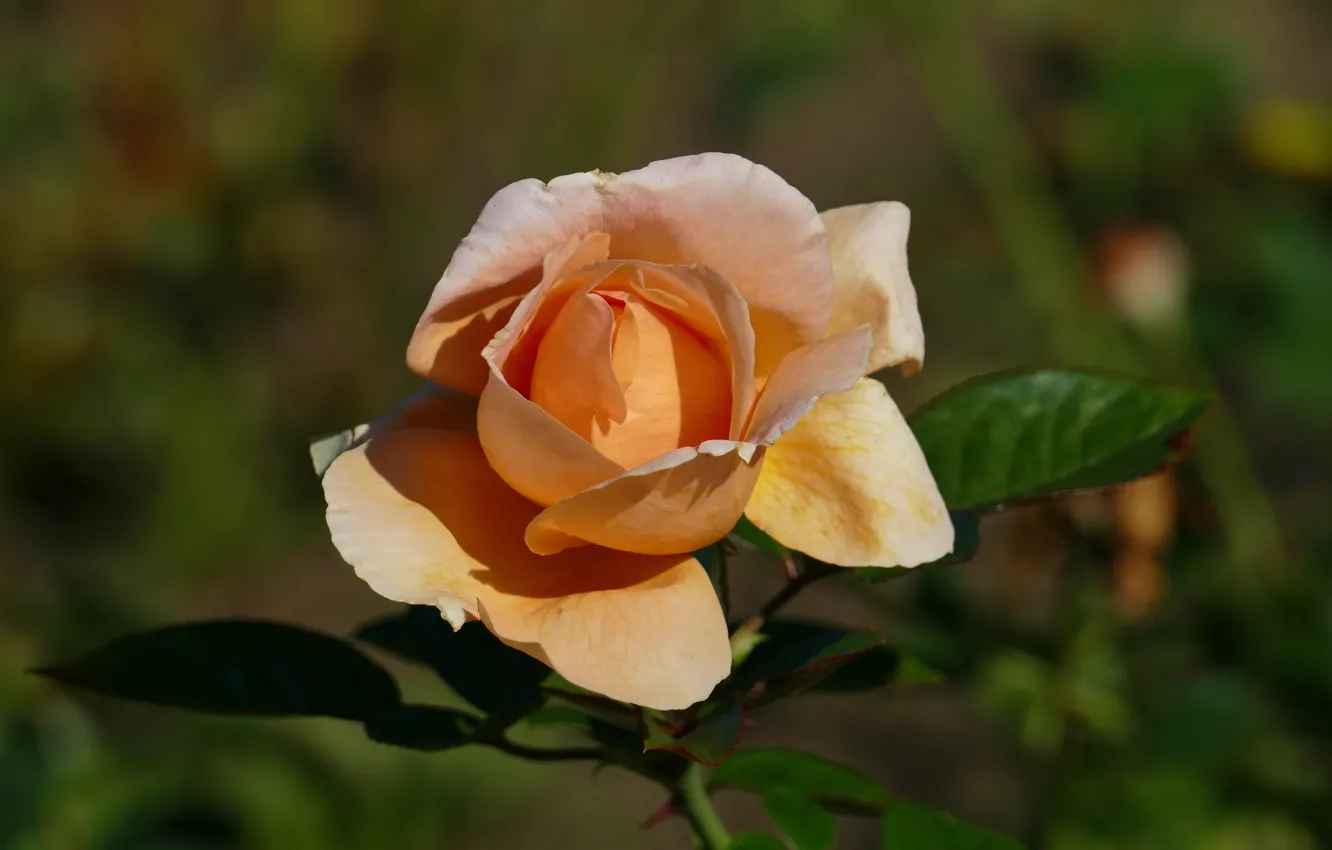 Фото обои листья, цветы, оранжевый, желтый, фон, розы, бутоны, боке
