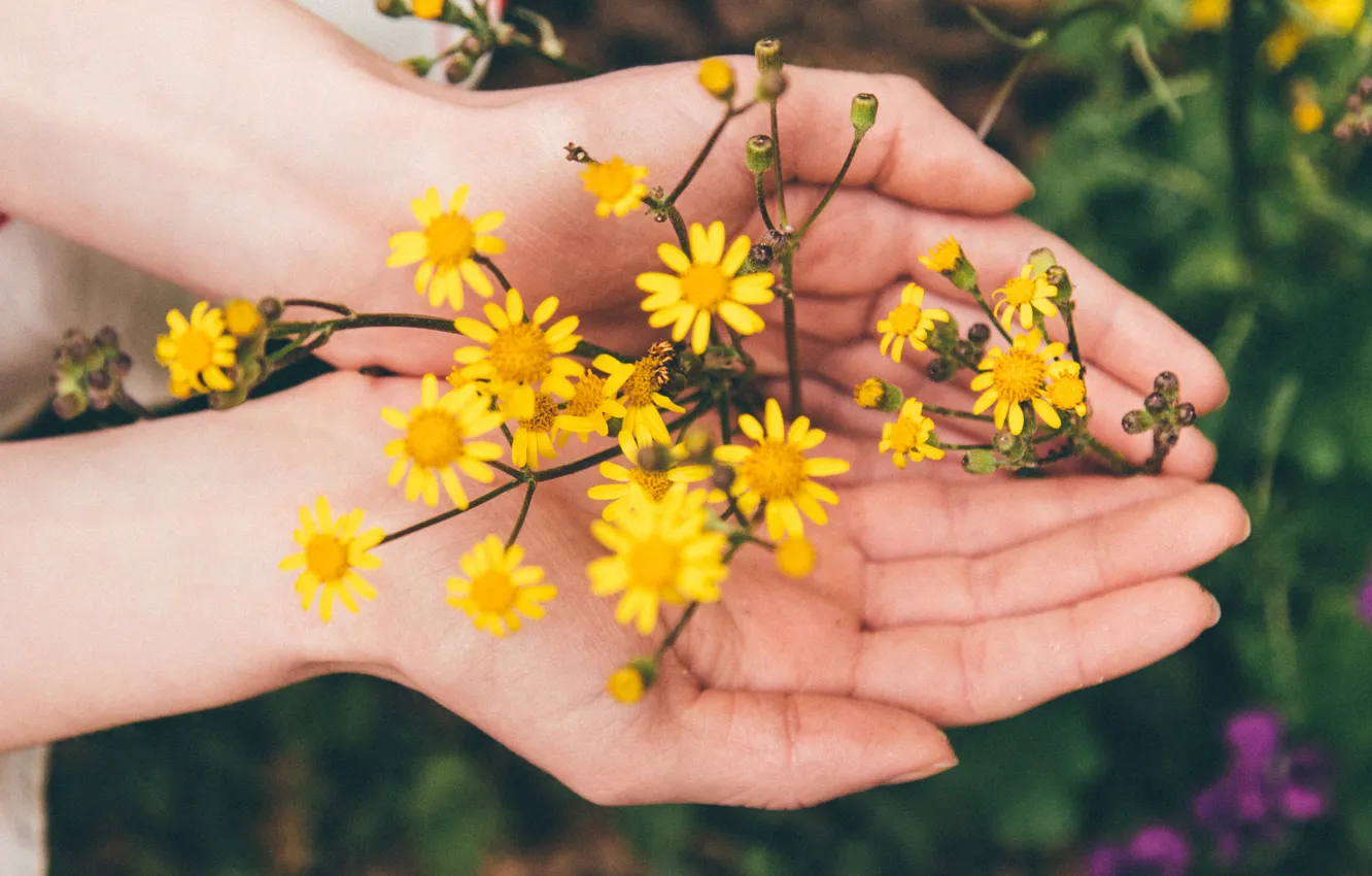 Фото обои цветы, желтые, руки, лепестки, ладони