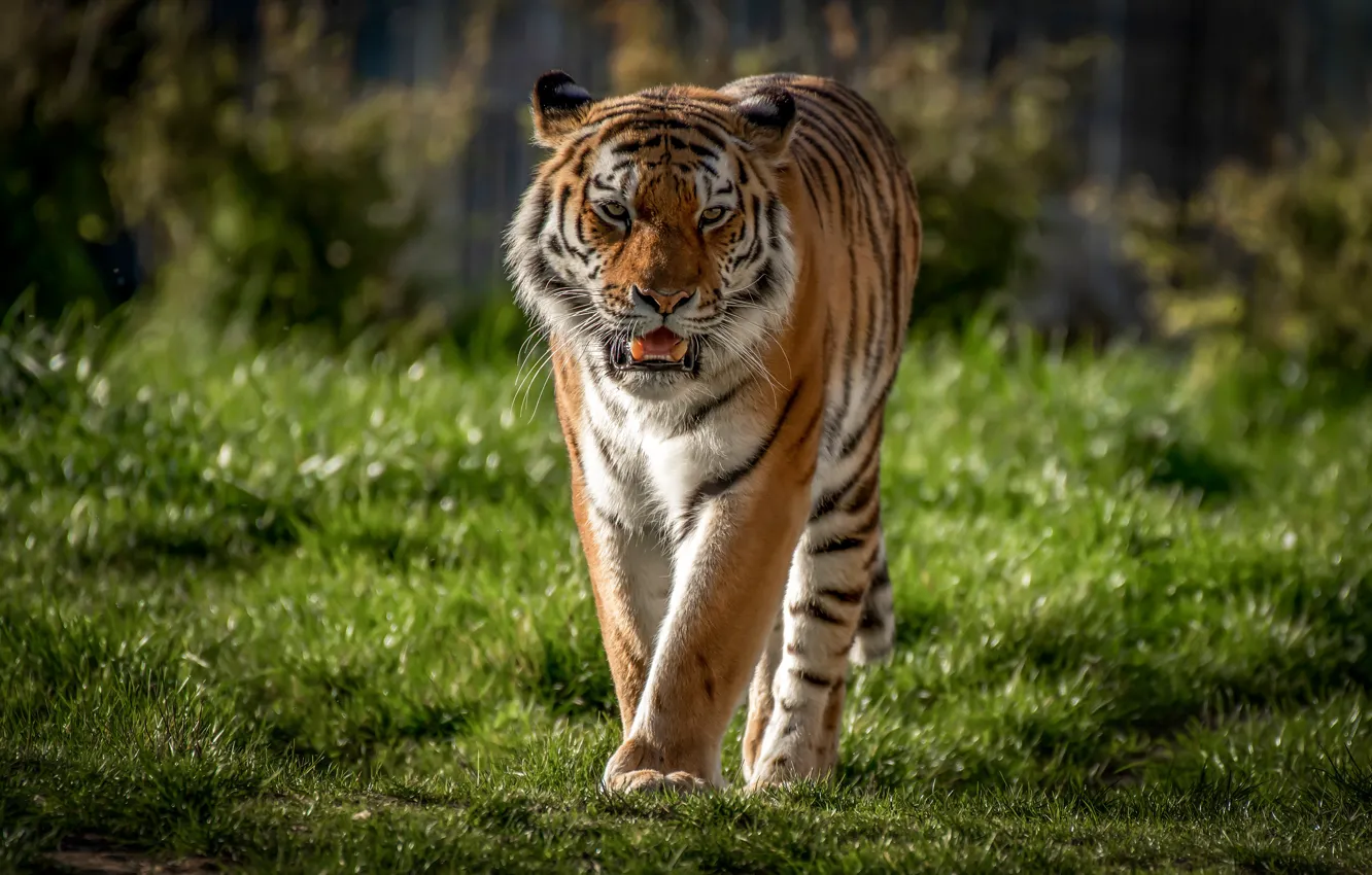 Фото обои трава, тигр, хищник, дикая кошка