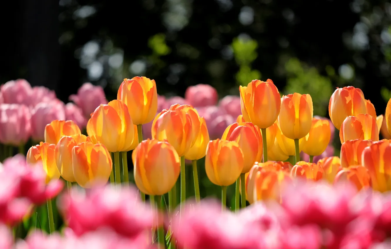 Фото обои свет, цветы, фон, весна, тюльпаны, оранжевые, бутоны, клумба