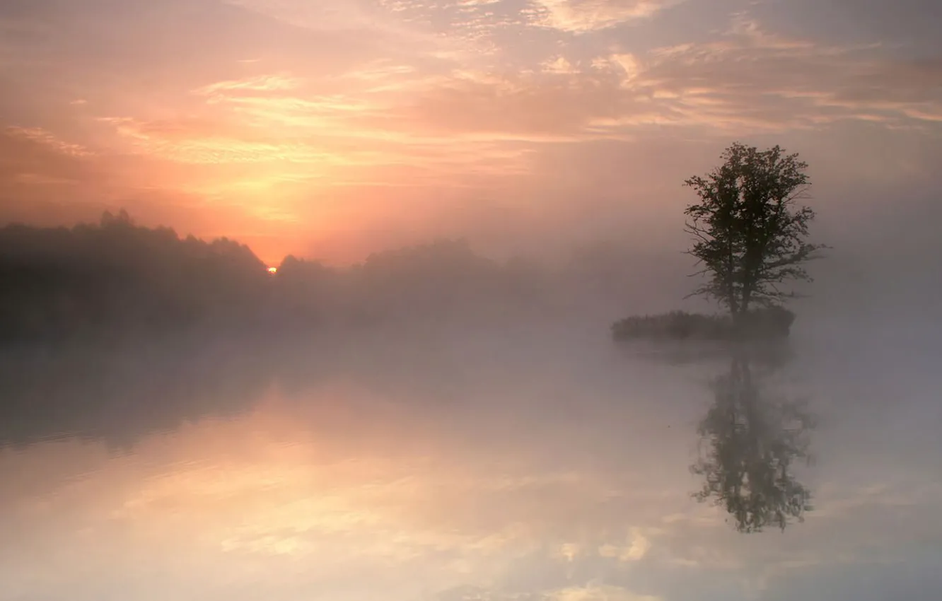 Фото обои туман, озеро, отражение, дерево, утро