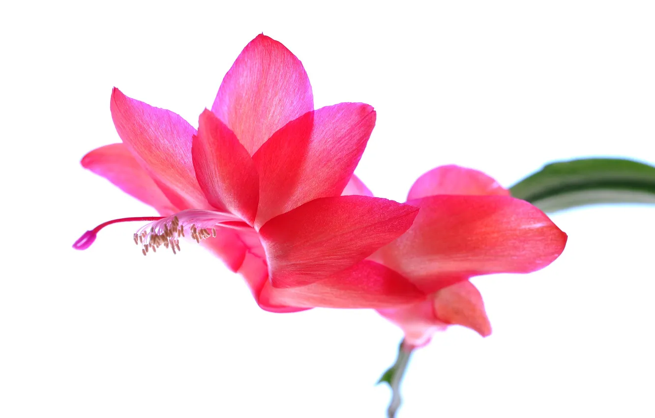 Фото обои цветок, лепестки, кактус
