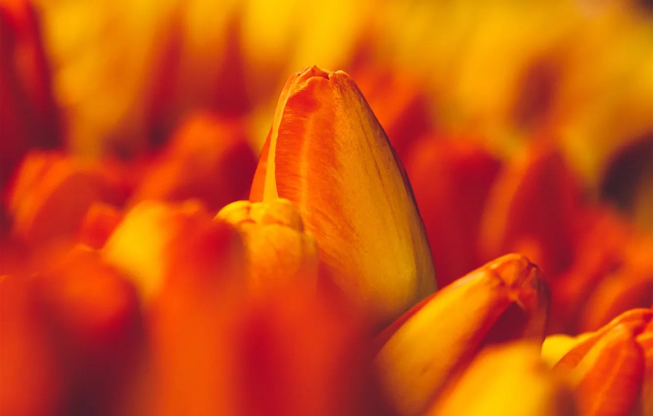 Фото обои макро, тюльпаны, оранжевые, бутоны