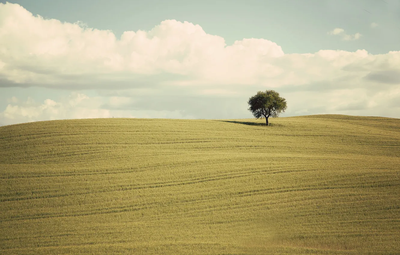 Фото обои green, clouds, tree, countryside, farm, farmland, countryside scene