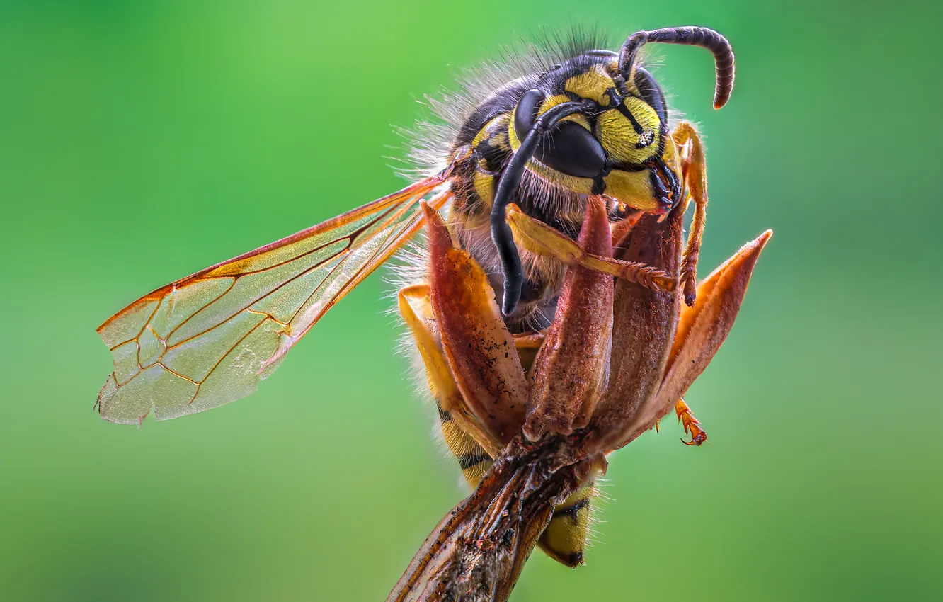 Фото обои legs, wings, branch, insect