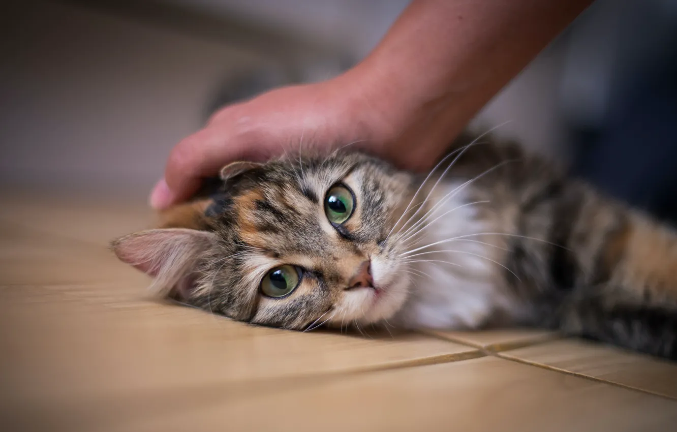 Фото обои кошка, кот, руки, ласка, хозяин