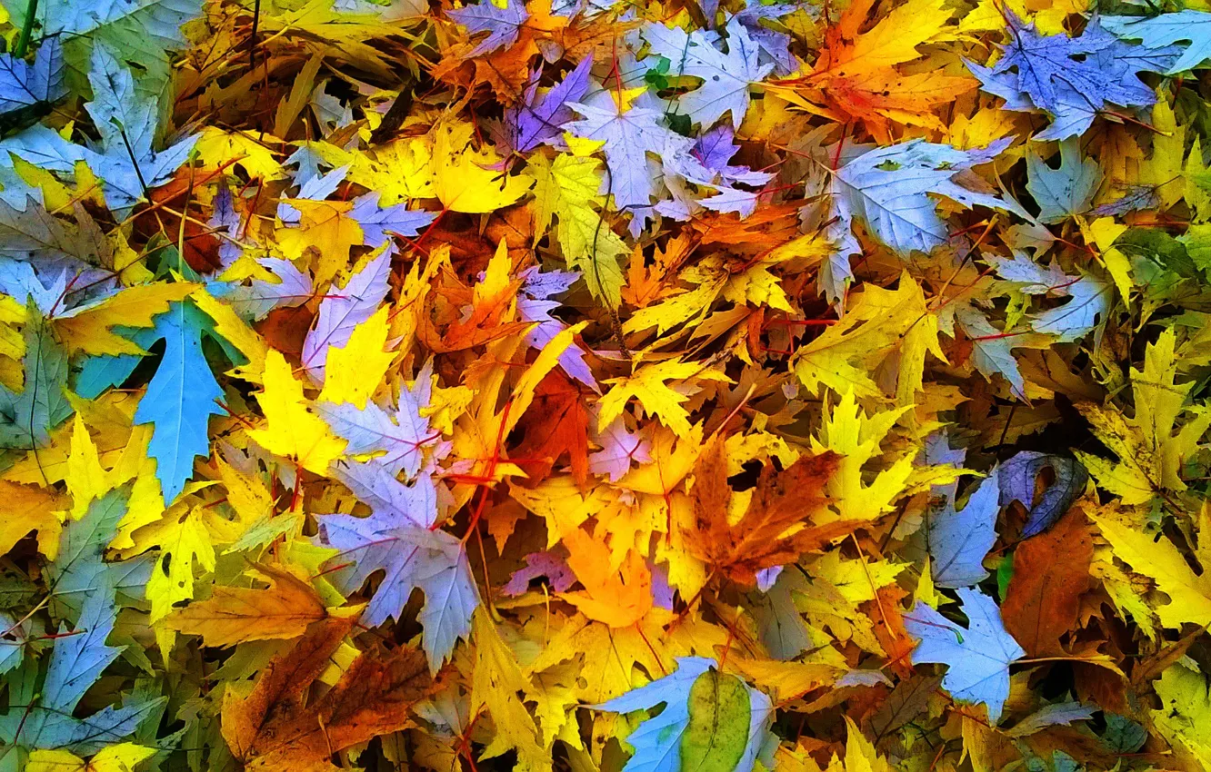 Фото обои осень, природа, Листья, погода, солнечно