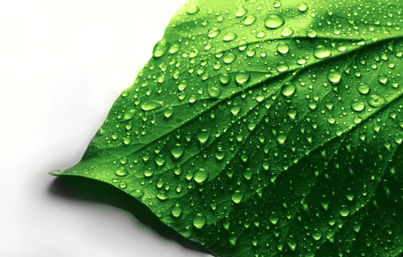 Фото обои вода, капли, макро, лист, зеленый, белый фон