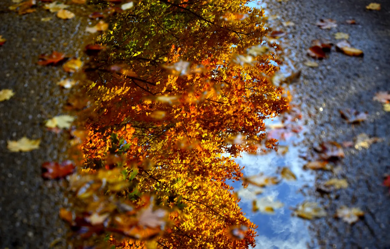 Фото обои осень, вода, макро, листва, лужа, Dave рhotography