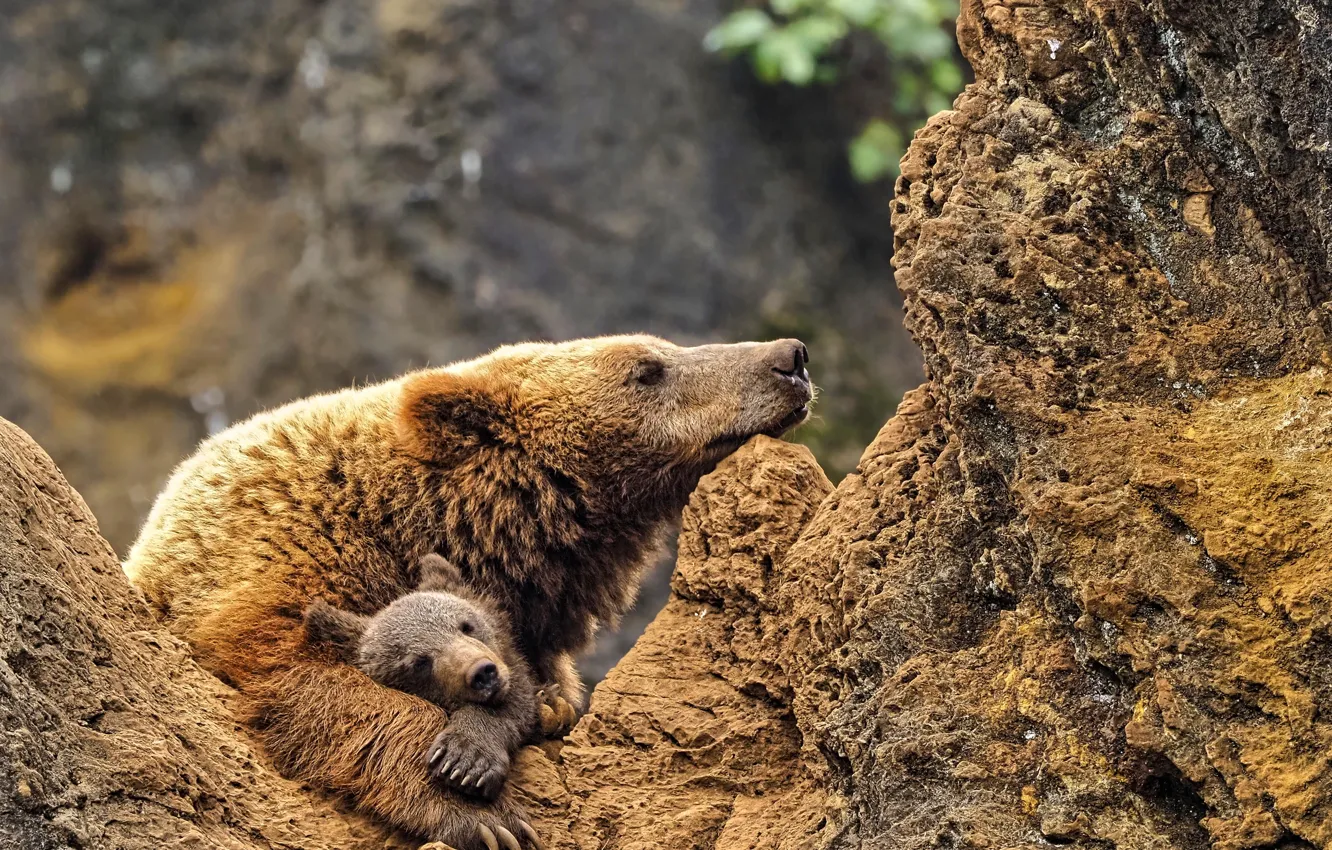 Фото обои animals, wildlife, cub, mother bear, brouwn bear