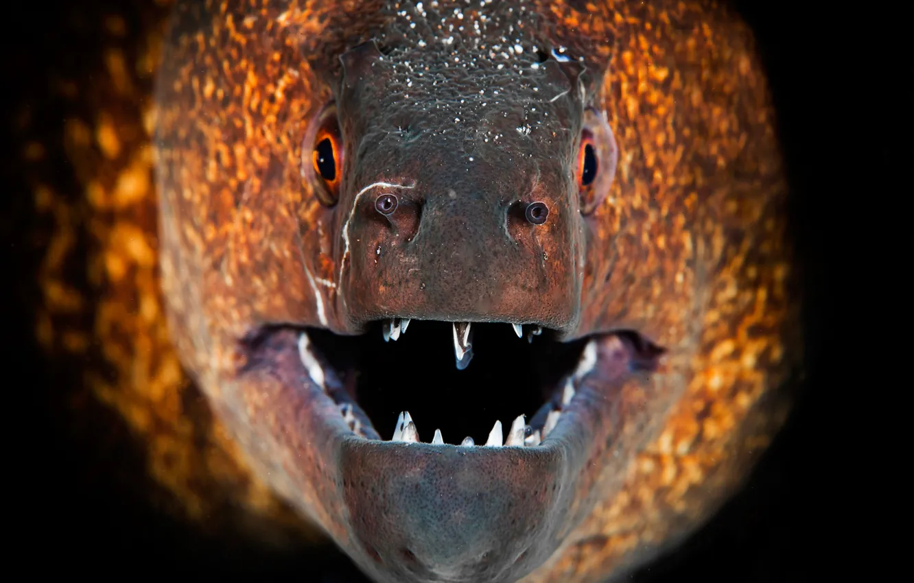 Фото обои макро, рыба, зубы, пасть, мурена