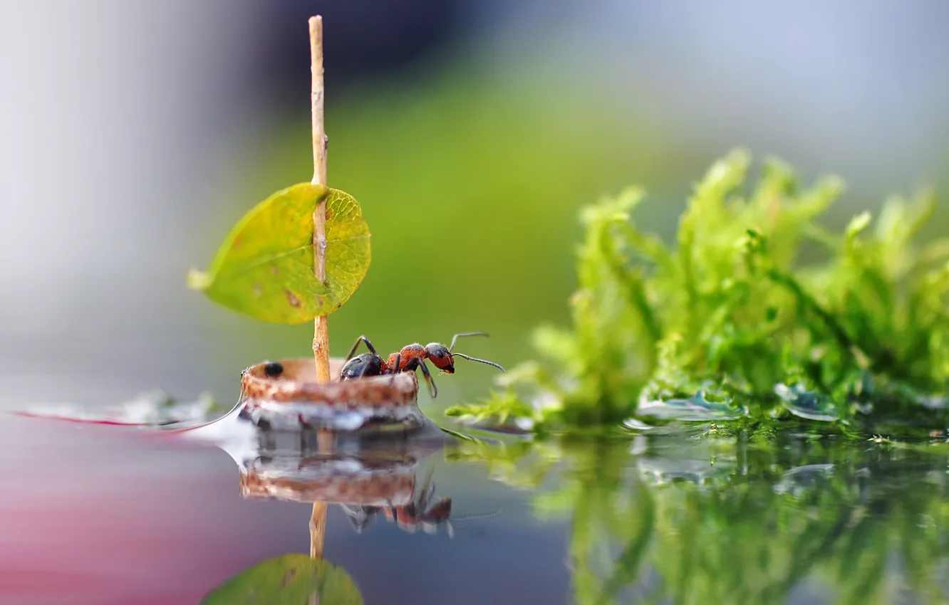 Фото обои вода, макро, природа, лист, отражение, парусник, муравей, парус
