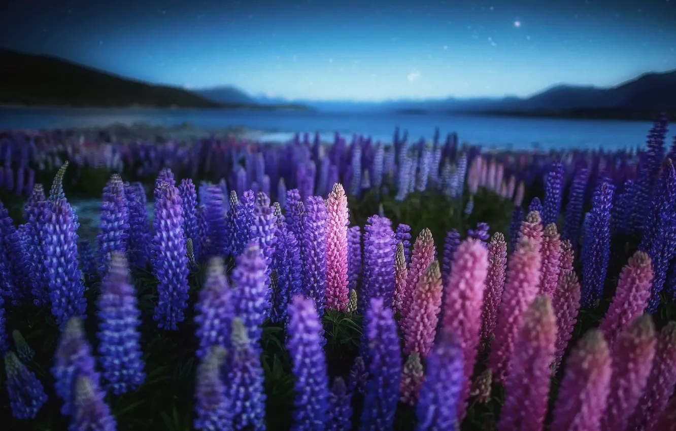 Фото обои поле, цветы, ночь, природа, озеро, вечер, Новая Зеландия, Люпины