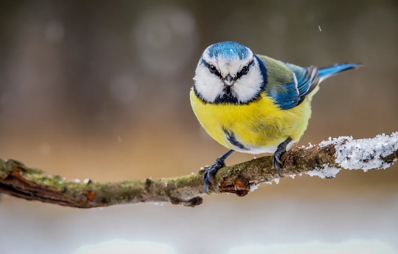 Фото обои зима, птица, цвет, ветка, перья, синица