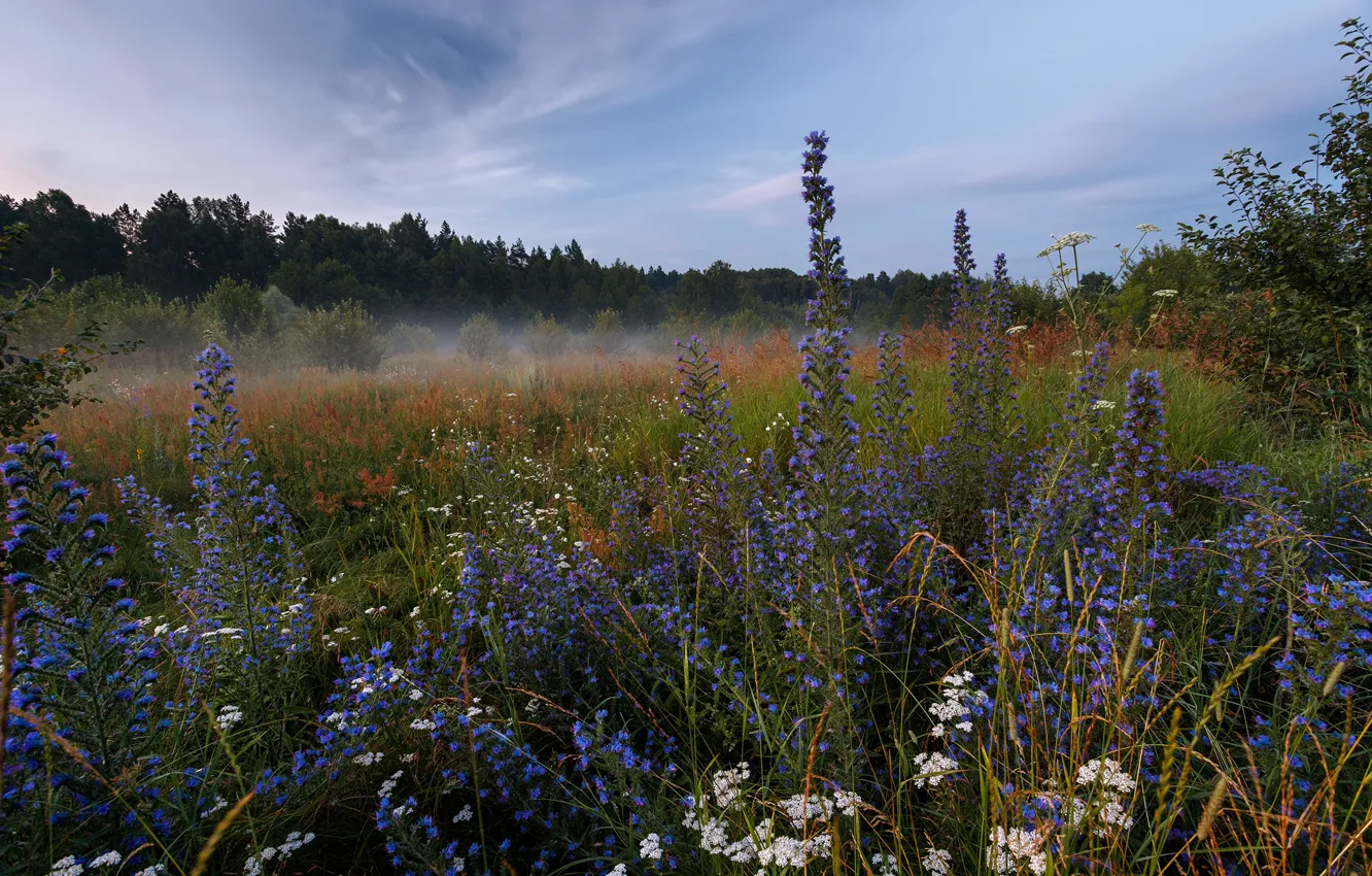 Фото обои лес, пейзаж, природа, туман, утро, луг, травы, Сергей Сергеев