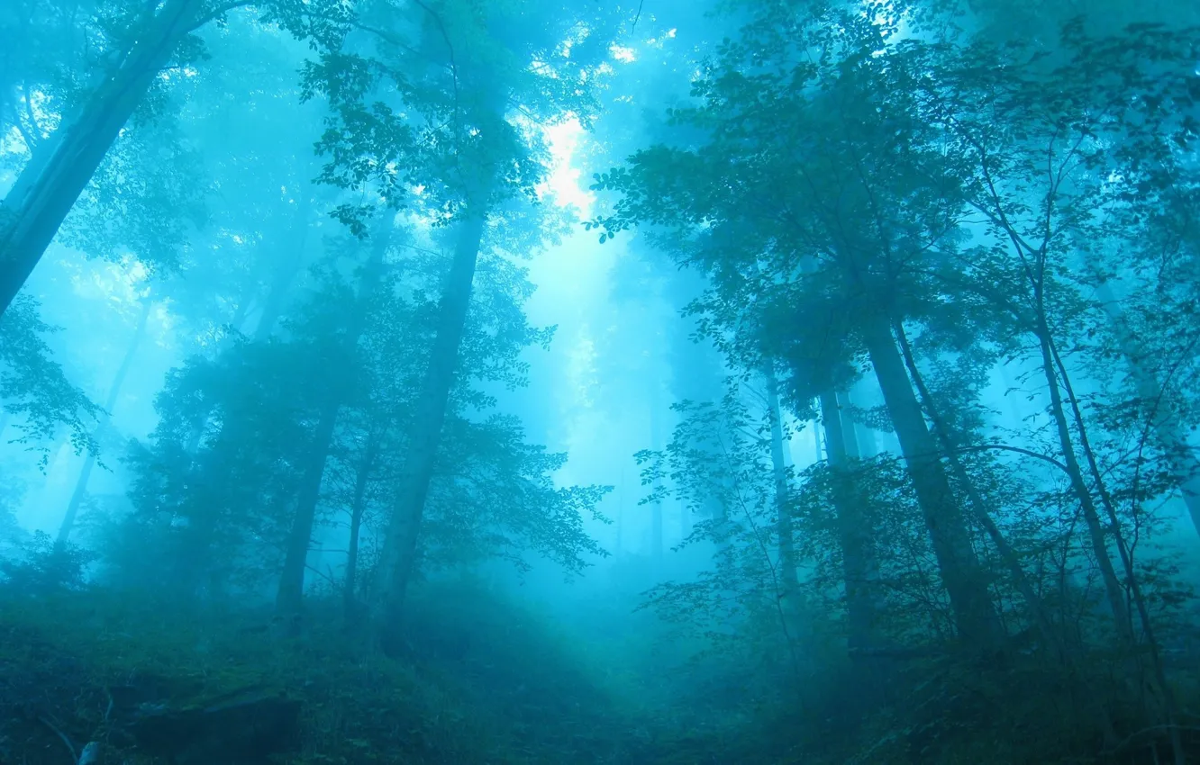 Фото обои лес, деревья, синий, туман