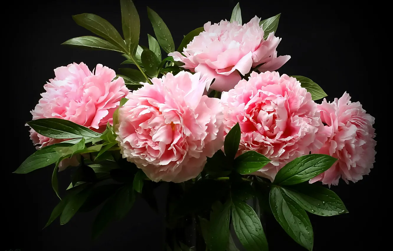 Фото обои букет, розовые, пионы, тёмный фон, Александр Разгуляев