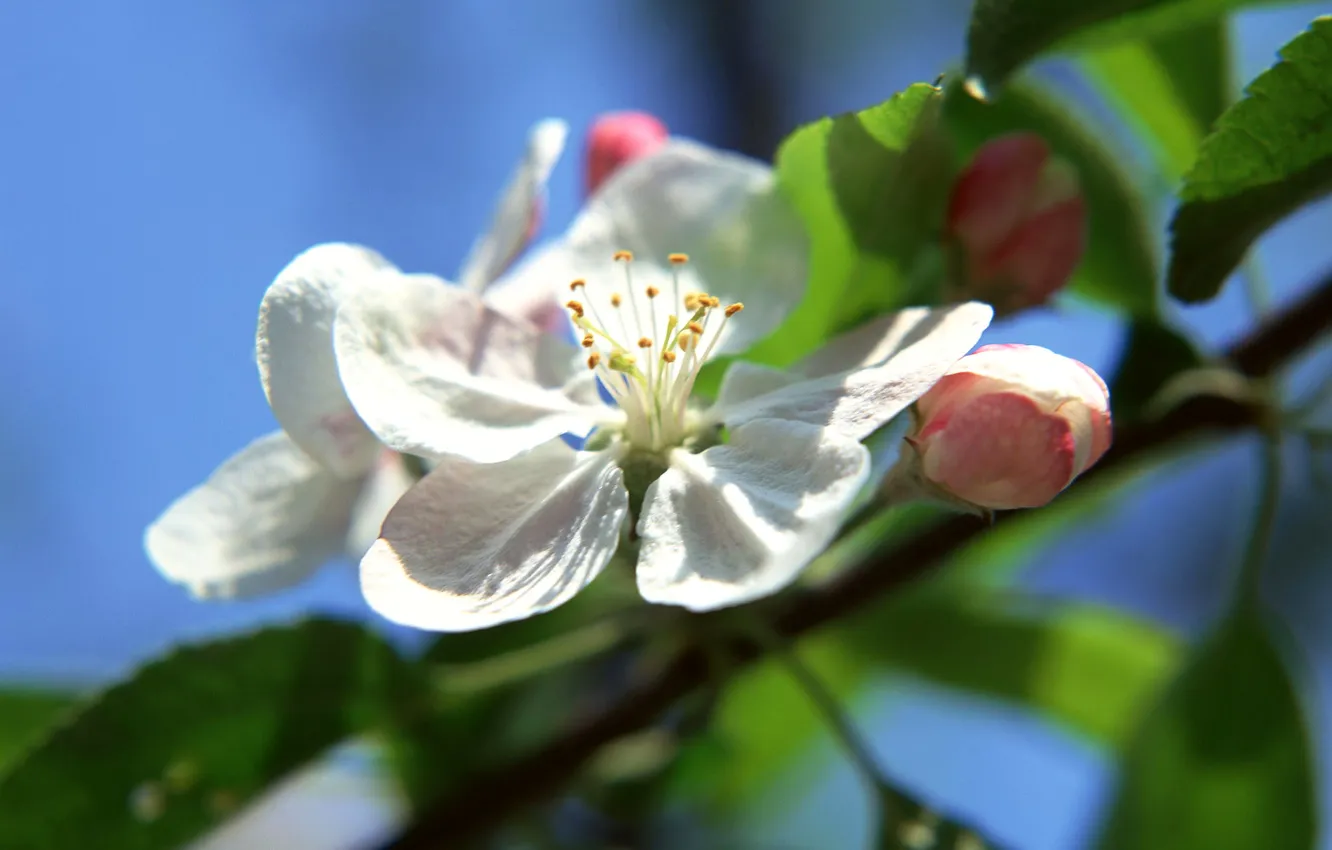 Фото обои цветок, листья, дерево, лепестки, яблоня