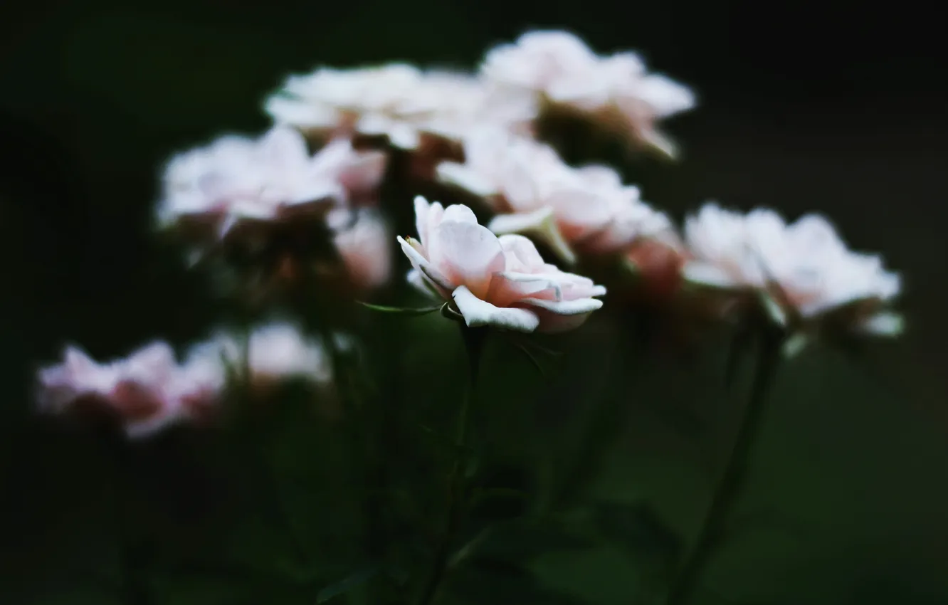 Фото обои цветы, лепестки, розовые, белые