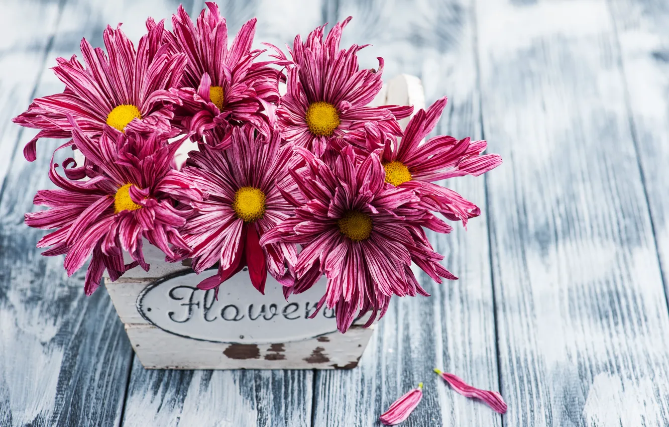 Фото обои цветы, букет, хризантема, Фиолетовая