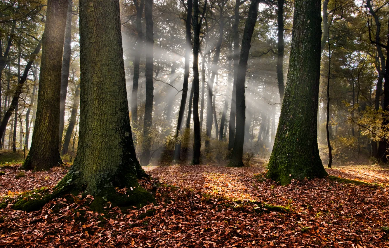 Фото обои лес, листья, солнце, деревья, Италия, sunshine, forest, trees