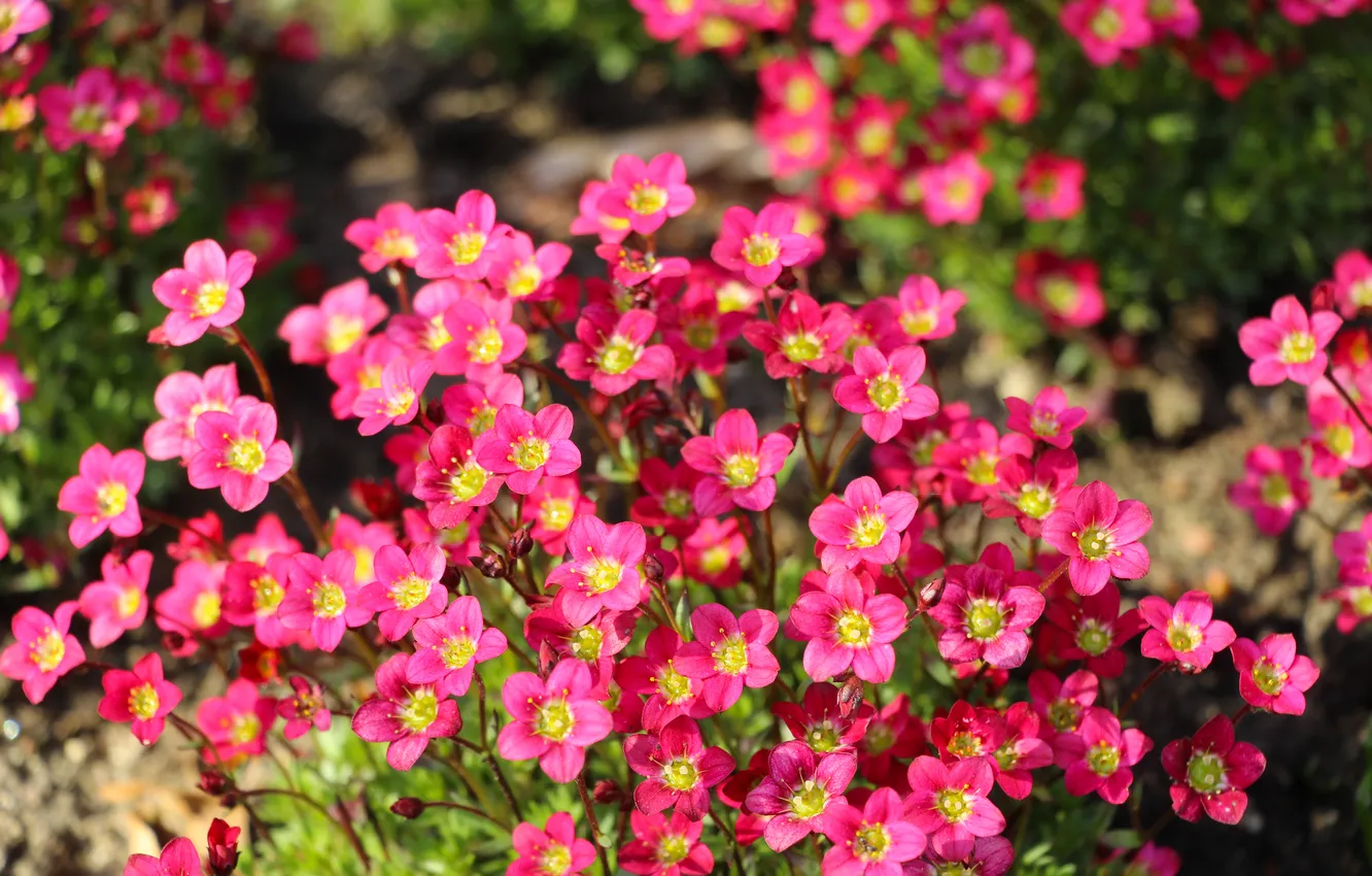 Фото обои flower, pink, blooming