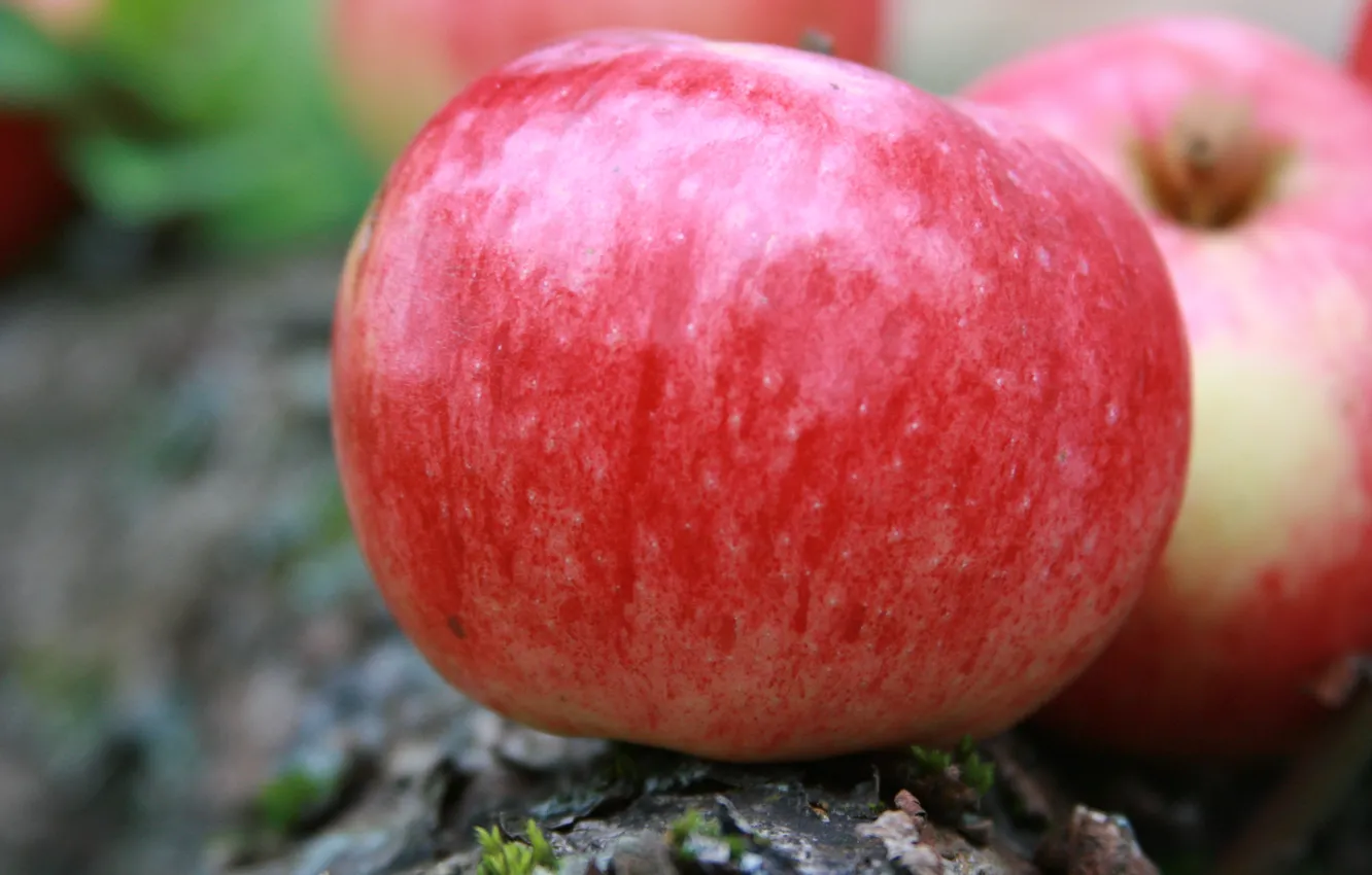 Фото обои макро, природа, фон, обои, яблоки, яблоко, деревня, урожай
